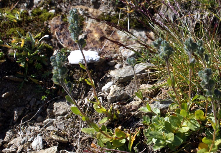 in val Veny - Veronica sp.